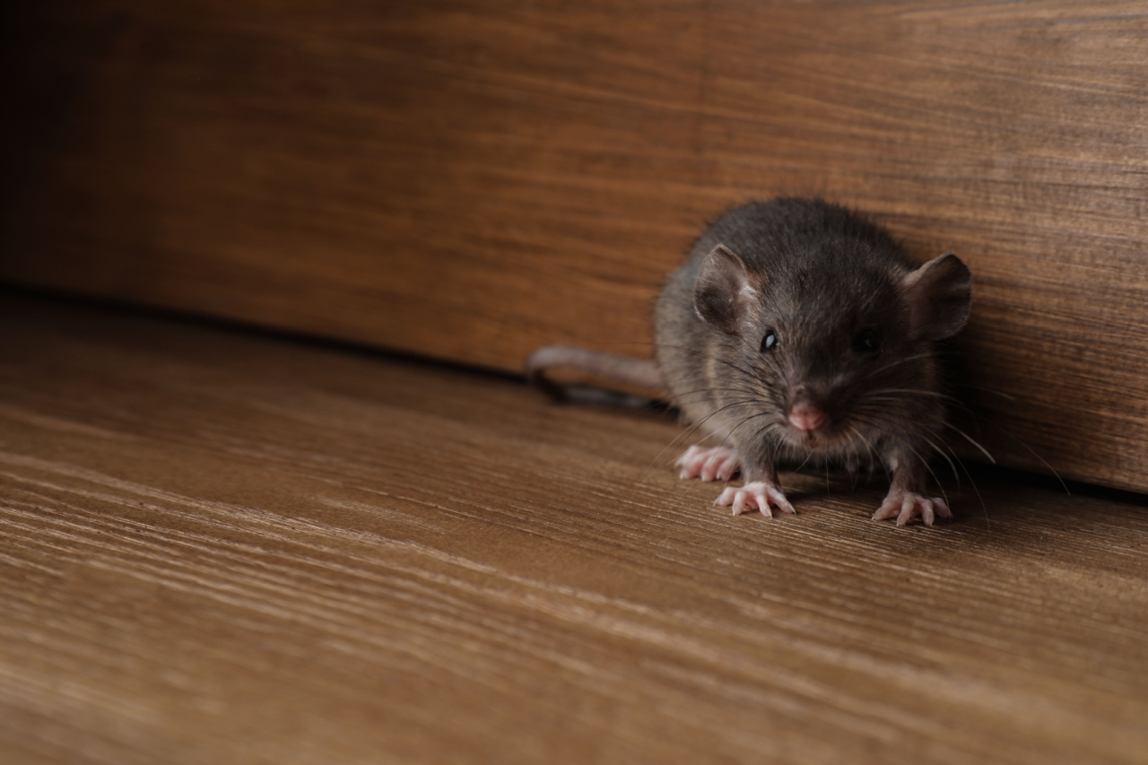 Understanding the Landlord’s Role in Pest...