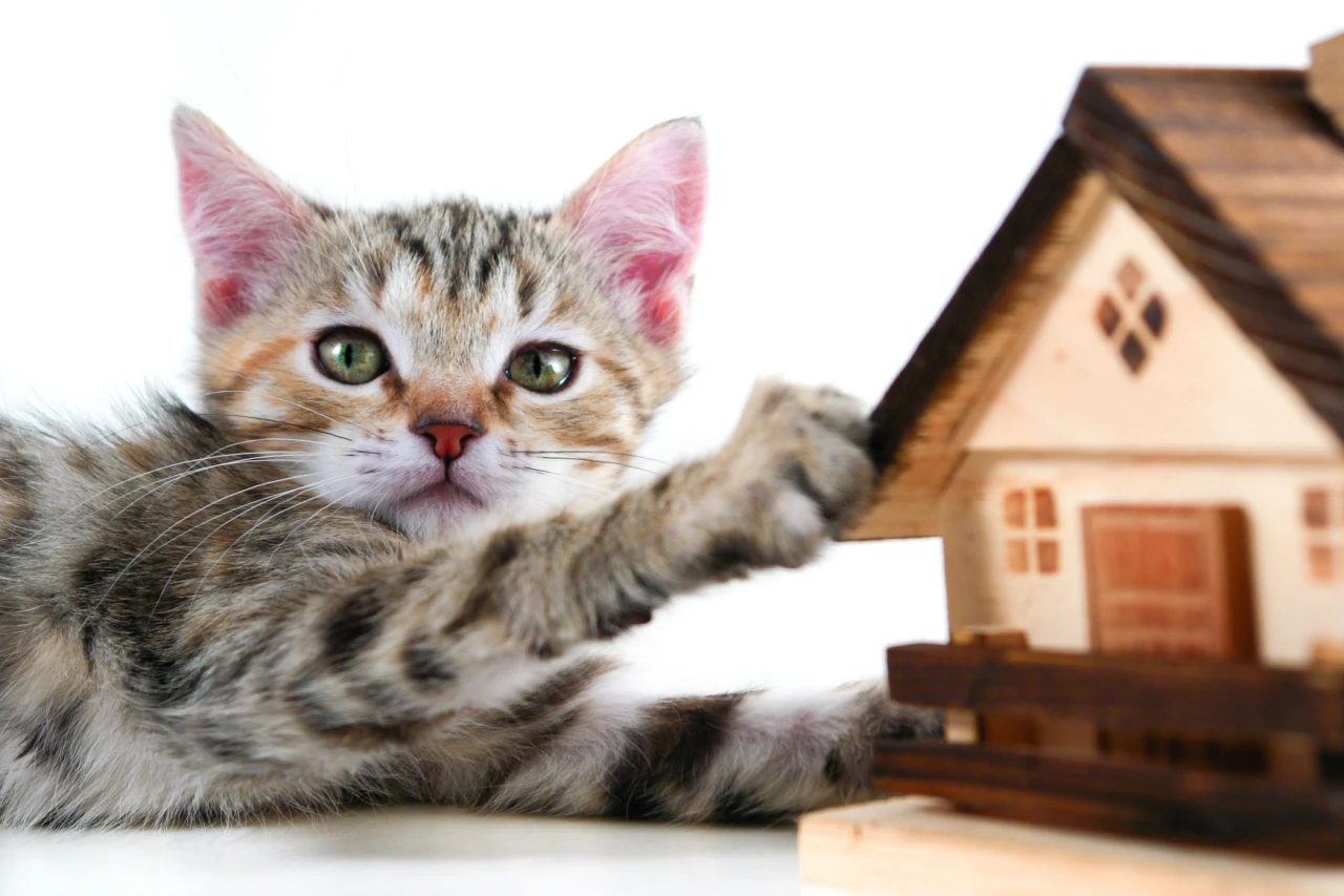 Rethinking Pet Fees