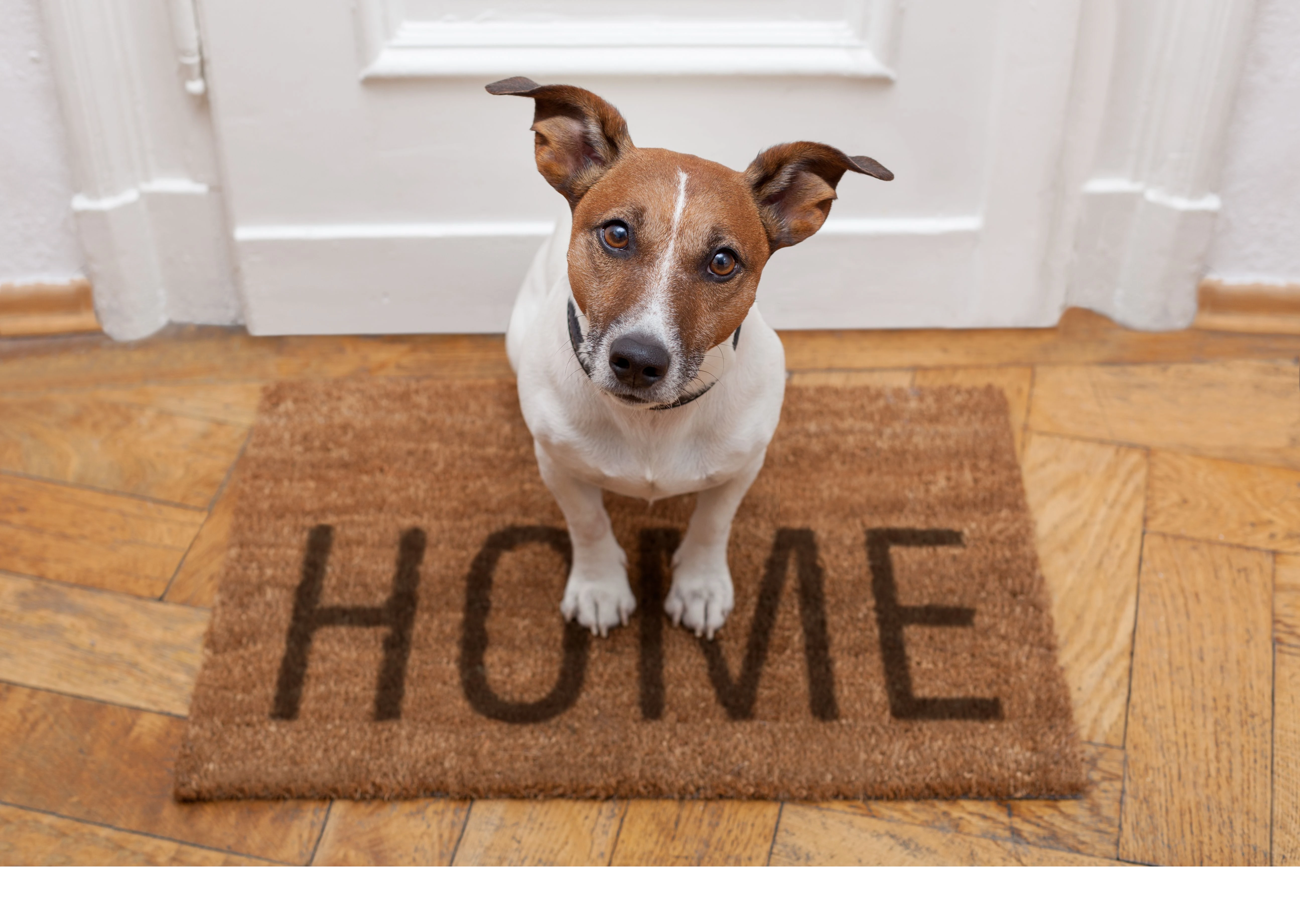 Report Reveals ‘Pet-Friendly’ Housing Falls...