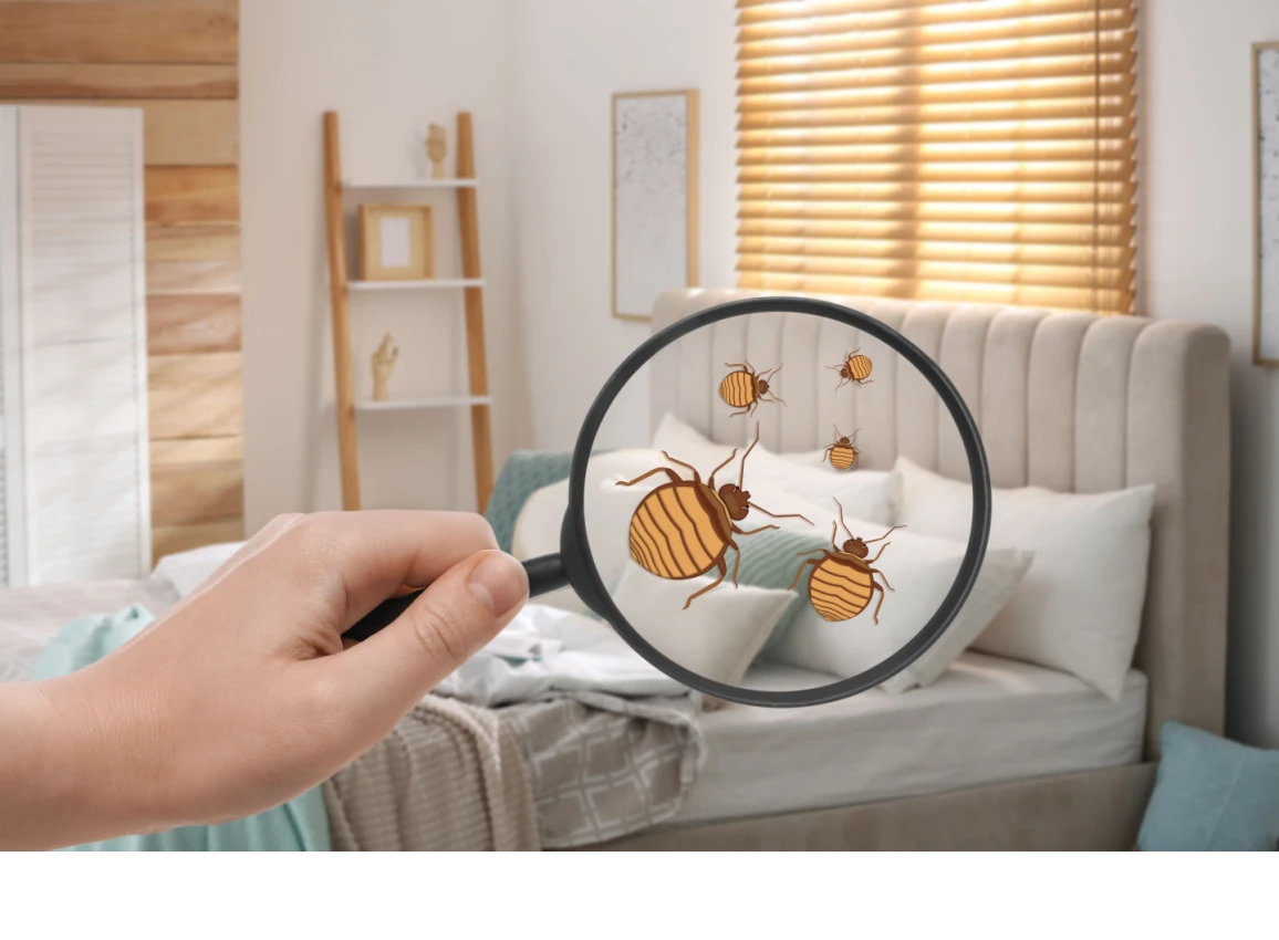 7 Ways Landlords Can Keep Rental Properties Bed Bug-Free