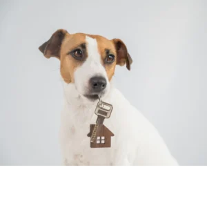 Pets in Rental Housing