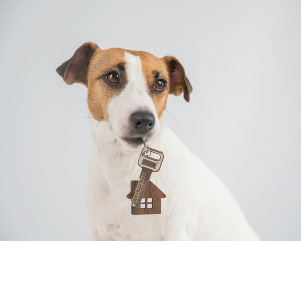Dog with keys Shutterstock_2660157329
