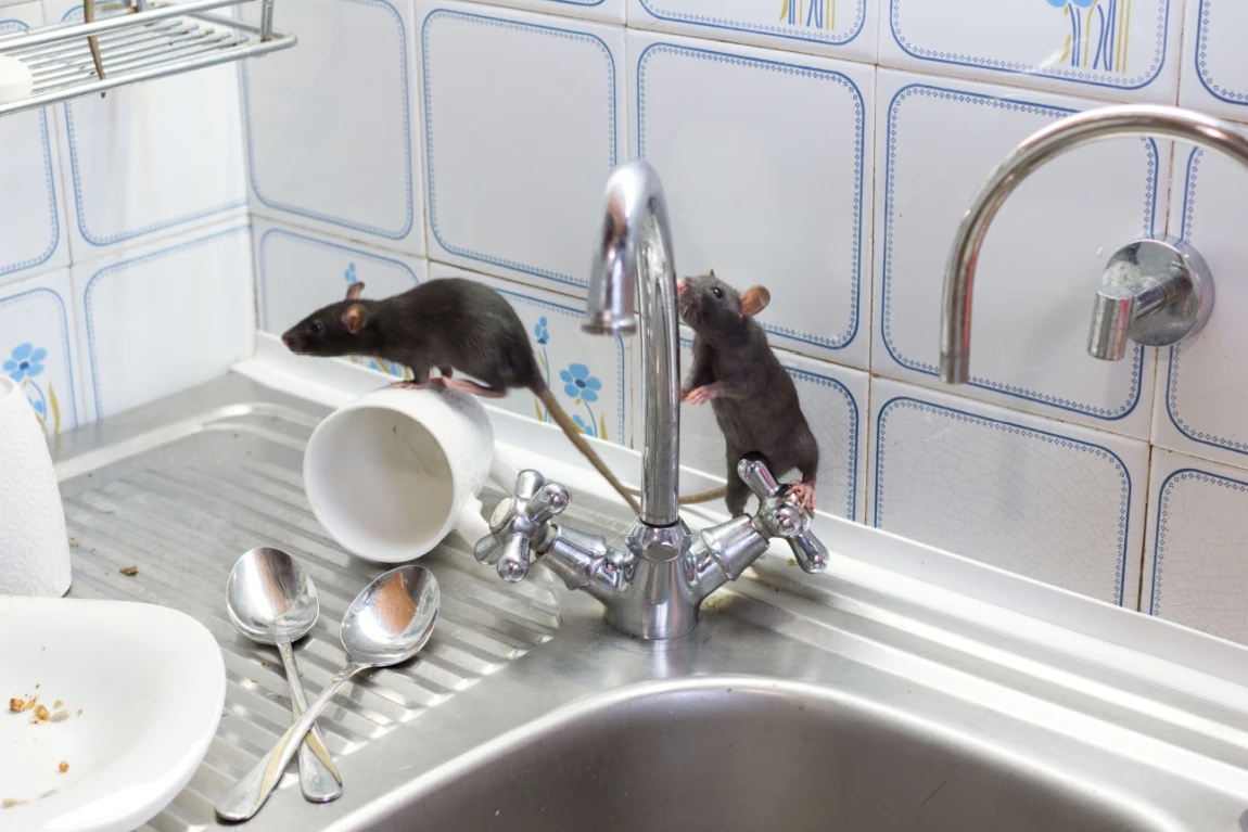Mice in sink Shutterstock_1371621011 (1)