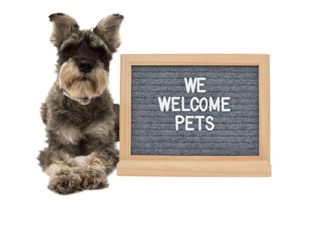 Pets welcome Shutterstock_1961435200