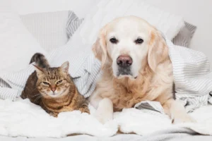 Trends and Data Illustrate 2026 State Of Pets in Rentals