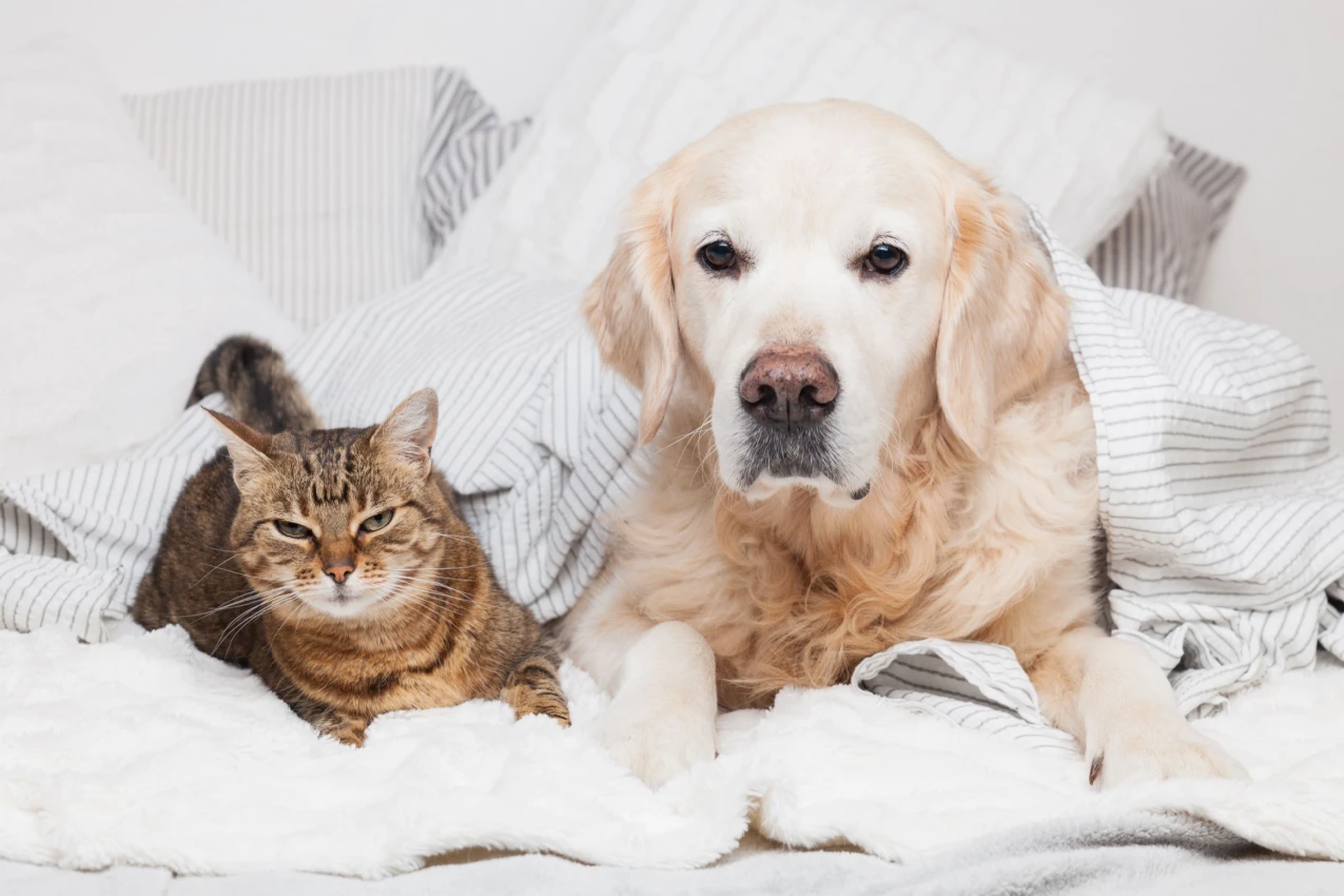 Cat and Dog Shutterstock_1552054565