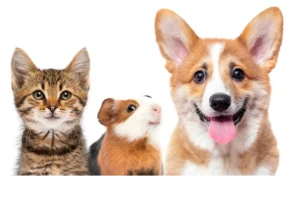 How Smarter Pet Management Wins Renters, Protects Income