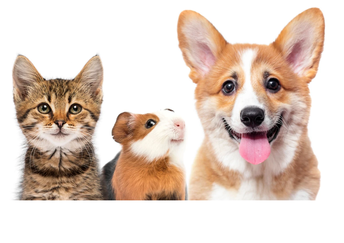 How Smarter Pet Management Wins Renters, Protects...
