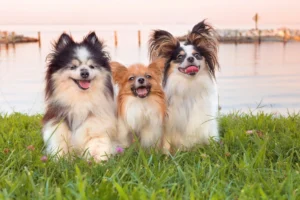 Rethinking ‘Pet-Friendly’ in Multifamily