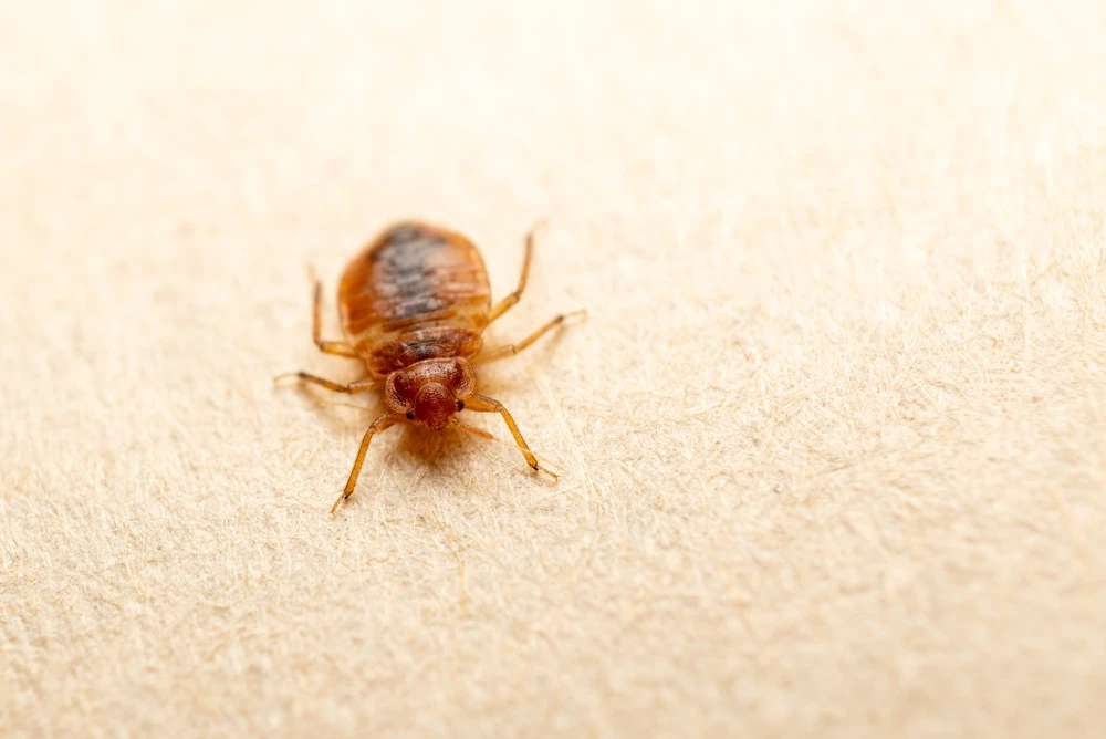 The Bed Bug Prevention Playbook