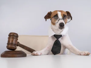 D.C.’s Pets in Housing Law