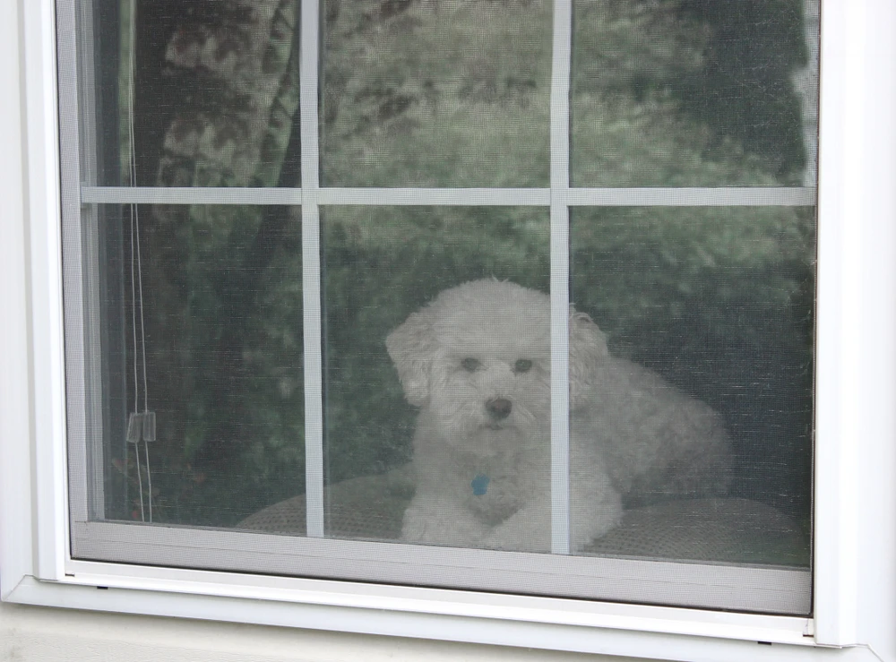 Dog in window shutterstock_1155330766